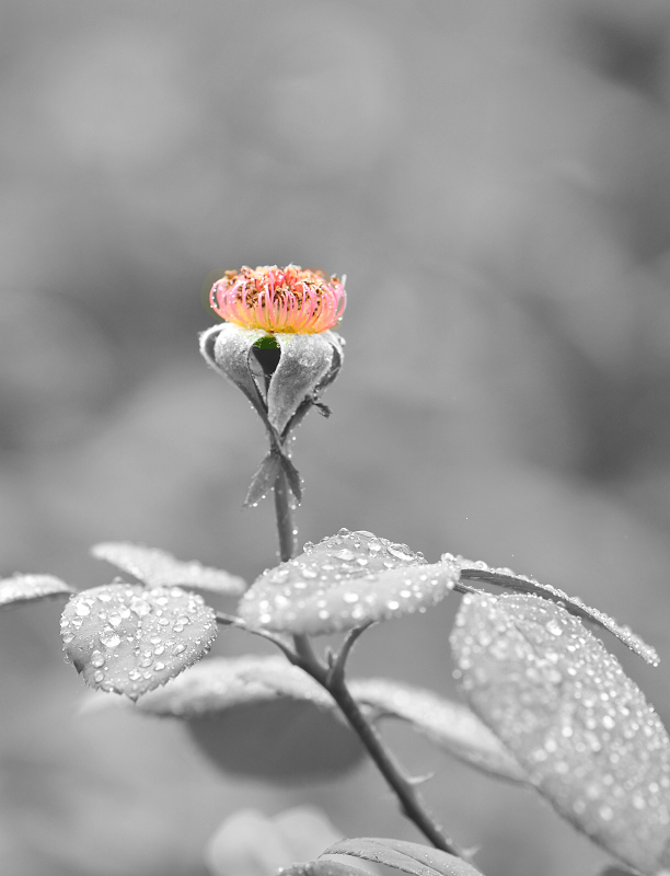 风雨过后 摄影 凉视角