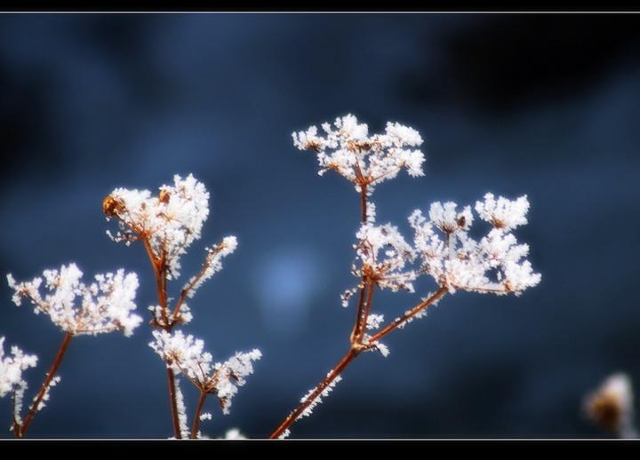 数九严冬冰花开 摄影 雪中飞