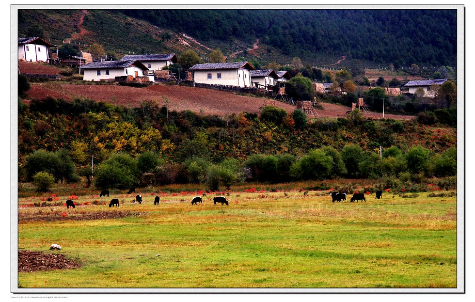 印象香格里拉—— 家园（二） 摄影 加利