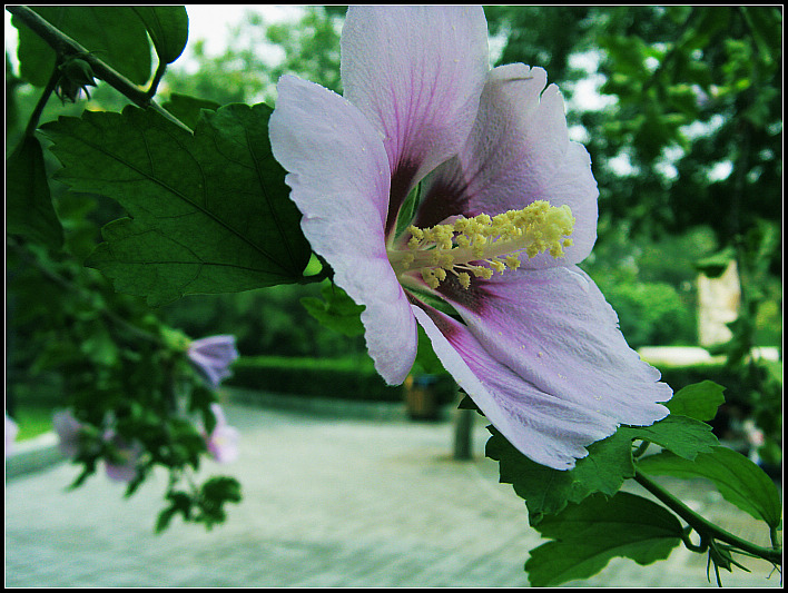 花 摄影 小小马哥