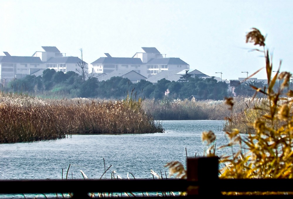 太湖湿地（太湖新天地）2 摄影 百合清新