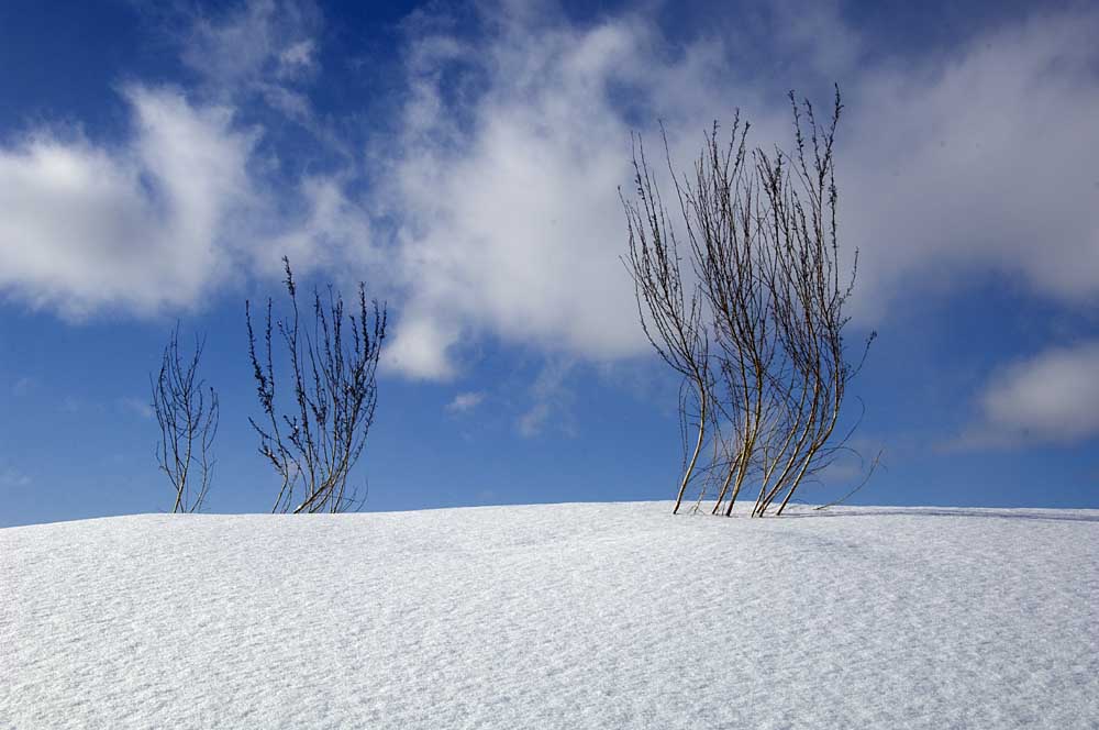 雪后 摄影 西北骆驼