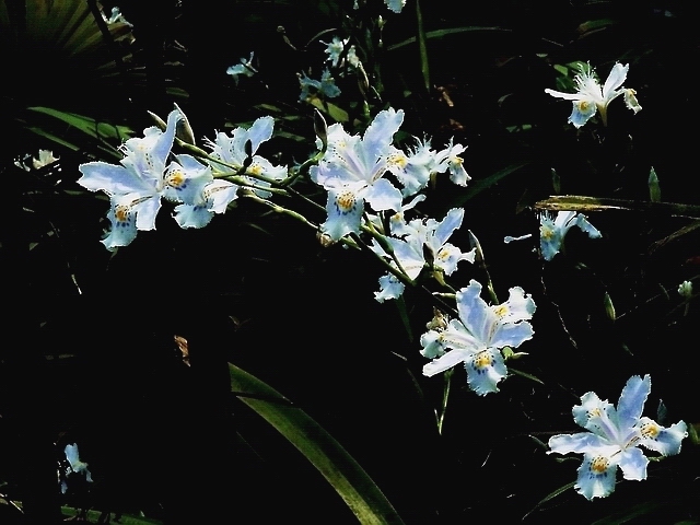 幽谷花香 摄影 闲来寻花