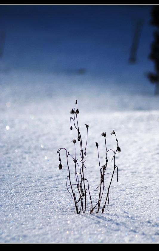 感悟生命 摄影 雪中飞