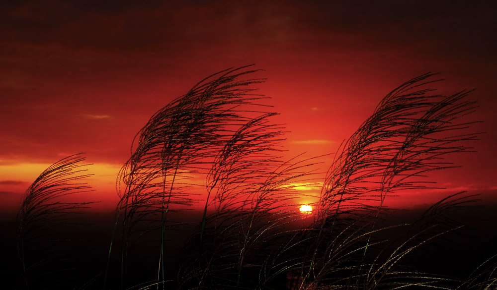 夕阳.芦苇 摄影 fanyang