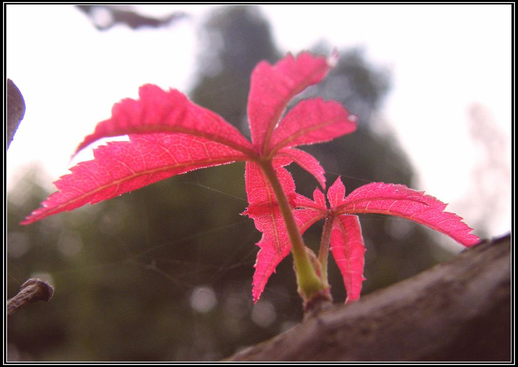 枫．秋 摄影 高原苍松