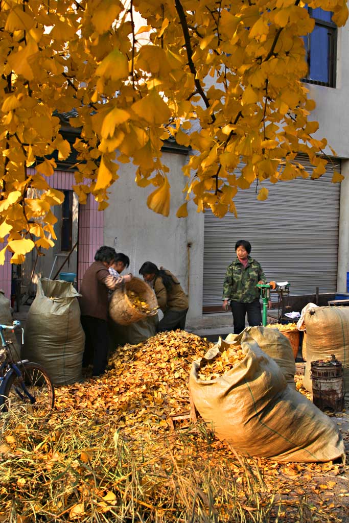 金色季节5 摄影 云间文武