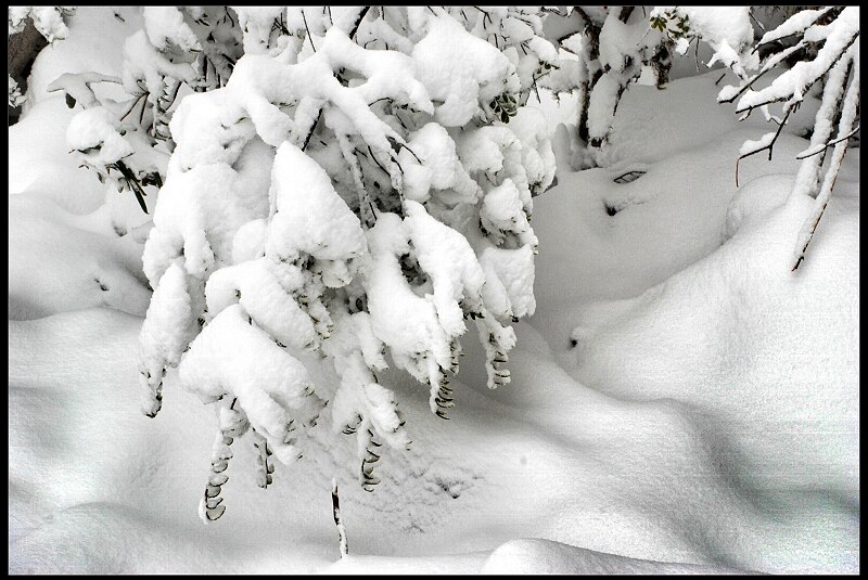 雪韵 摄影 南岸居士