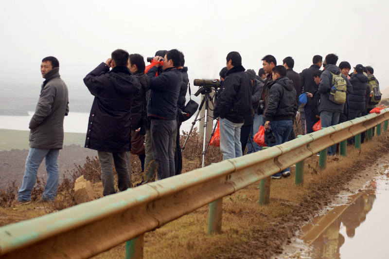 2009中国（洞庭湖）国际观鸟节 摄影 岳阳老陈