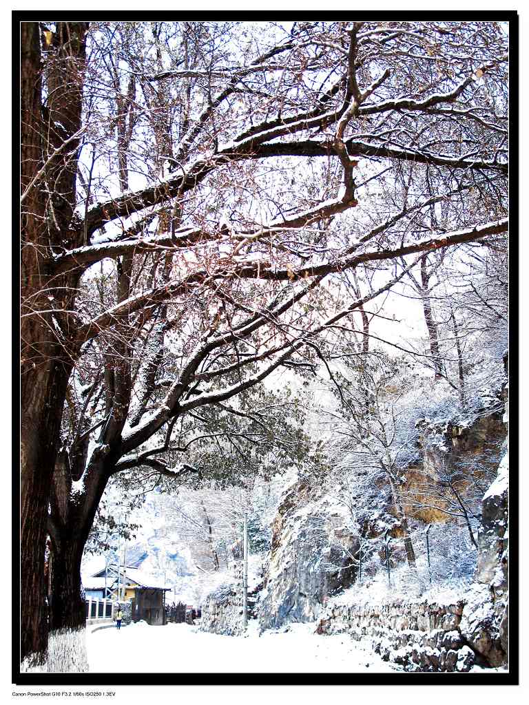 雪后的早晨 摄影 踏月而行