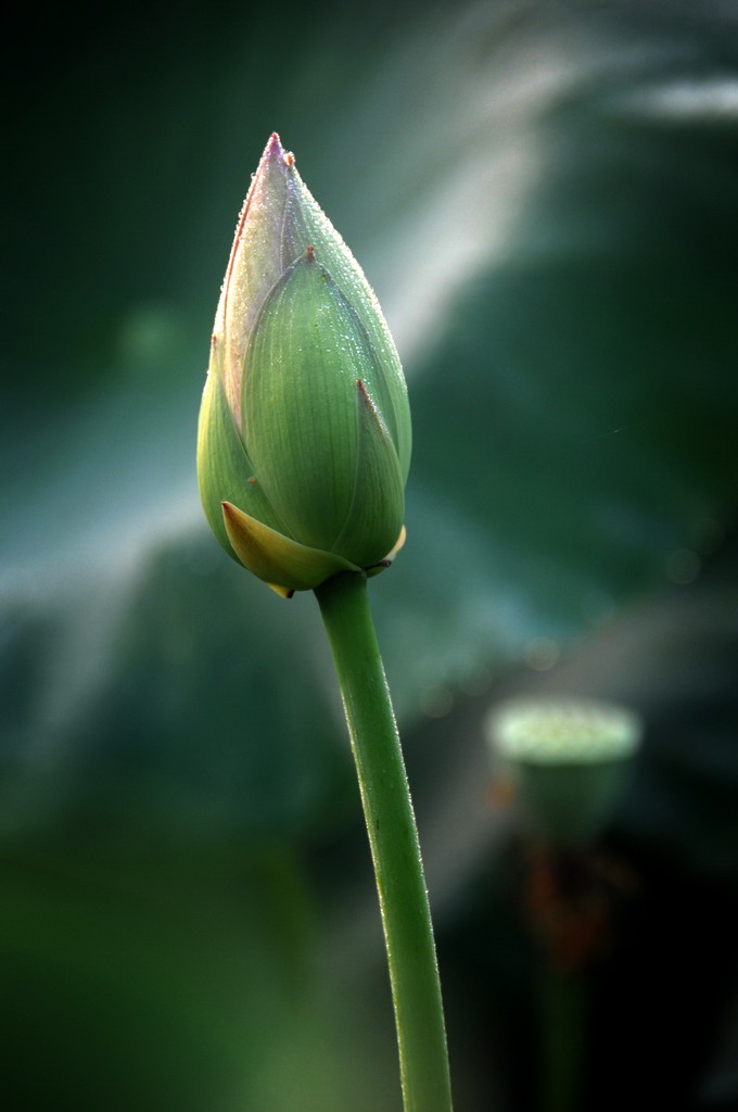 荷花 摄影 a豆