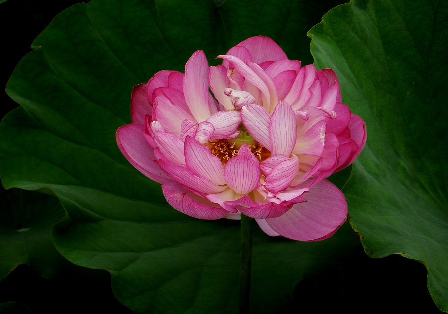 节日献花 摄影 水底鱼