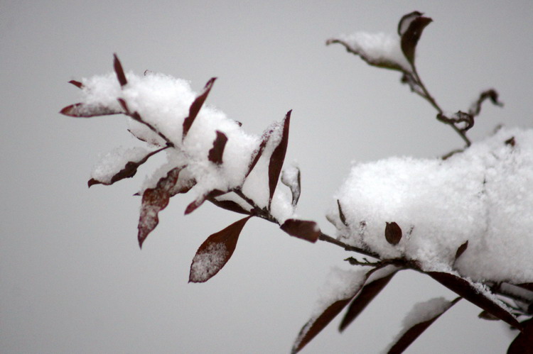 瑞雪俏枝头 摄影 老山石