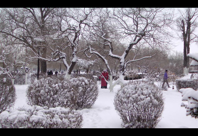 雪 摄影 付炳权