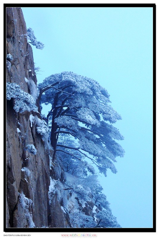 黄山雪景4 摄影 曲波