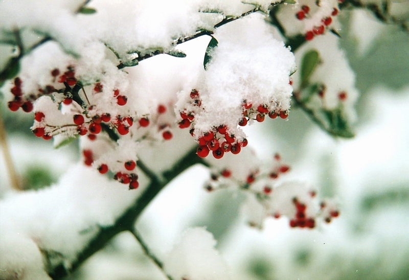 雪里红 摄影 闲来寻花