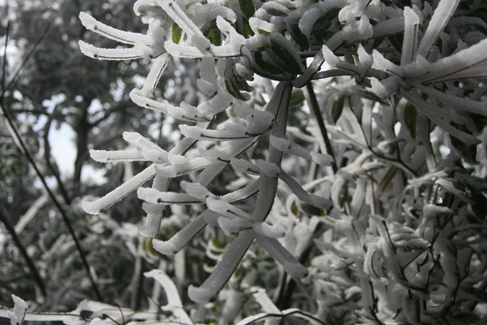 图案冰雪② 摄影 花雨溅