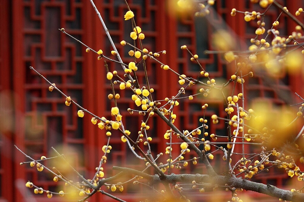 腊梅花香 摄影 神山员外