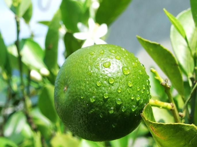 福橘……送给大家 摄影 凡间小草