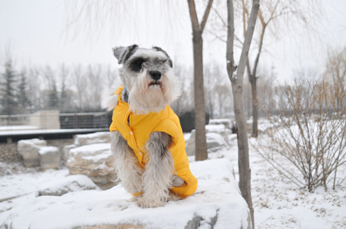 2010年的第一场雪 摄影 飘飘然然