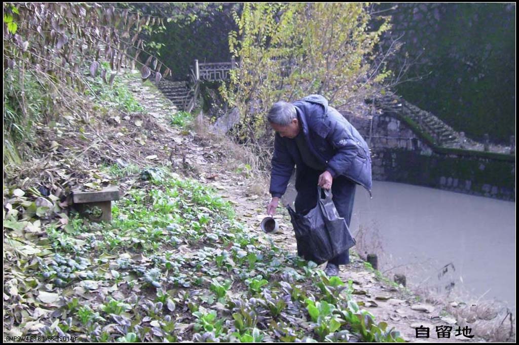 自留地 摄影 晚景