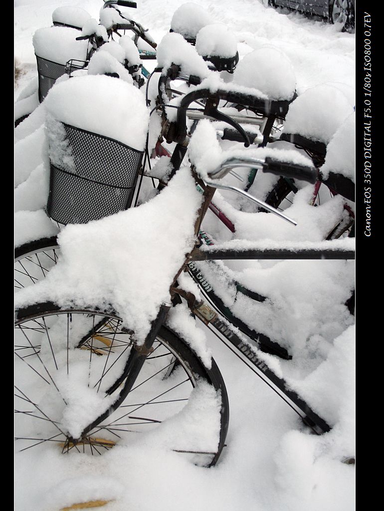 北京的雪 摄影 wbrobert