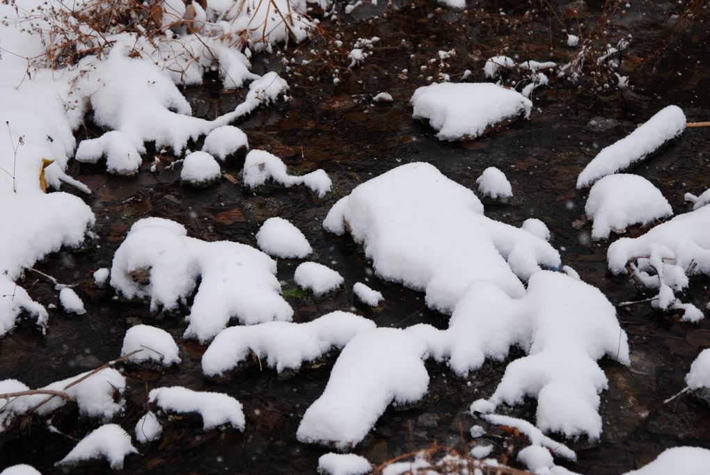 雪韵(2010年第一场雪) 摄影 金隅呵呵