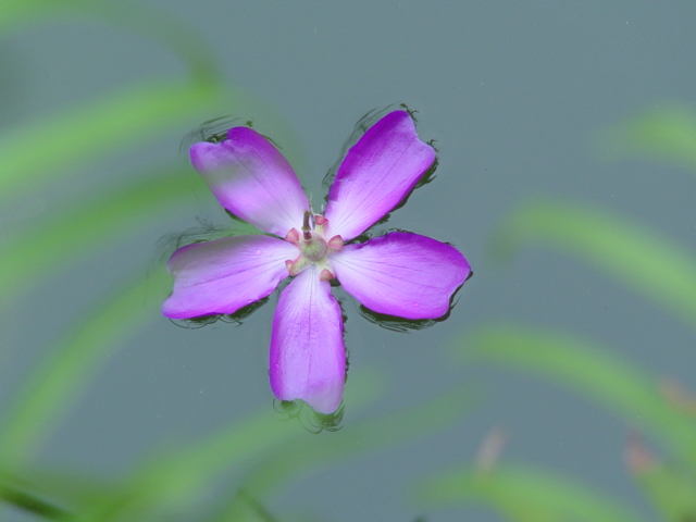 水中芭蕾 摄影 红棉