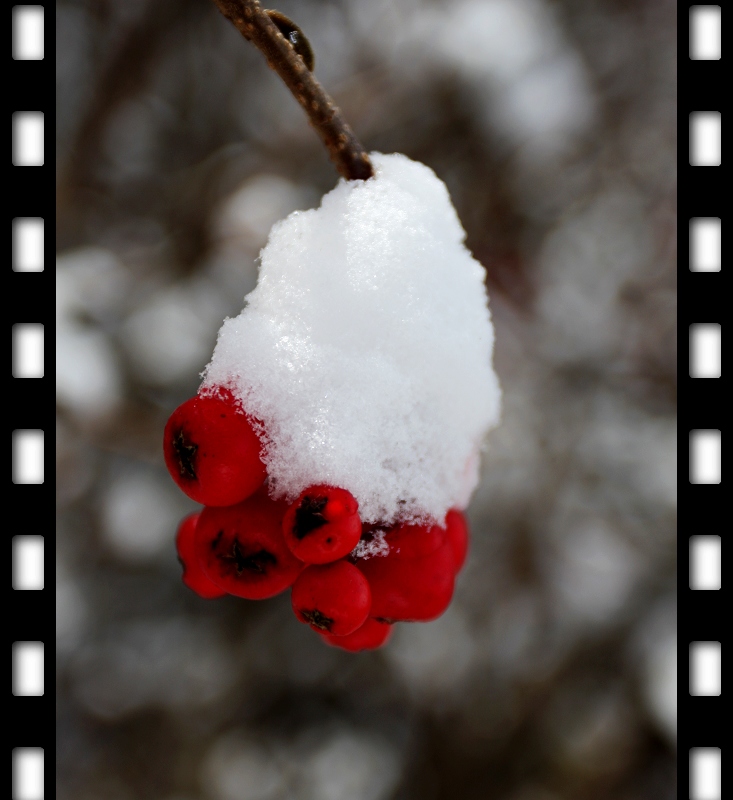 雪里红 摄影 容容