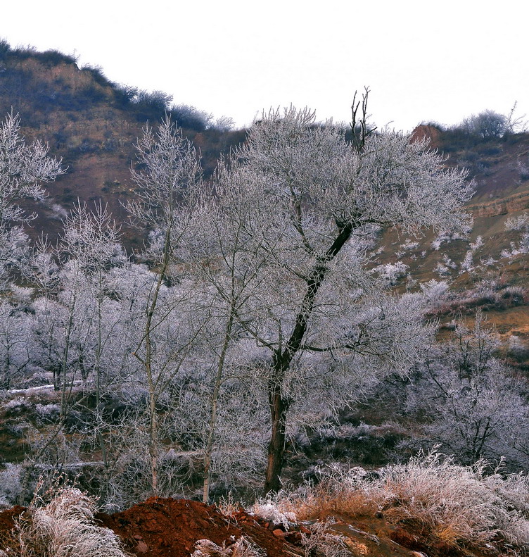 2010年的第一场雪<二> 摄影 国际浪人