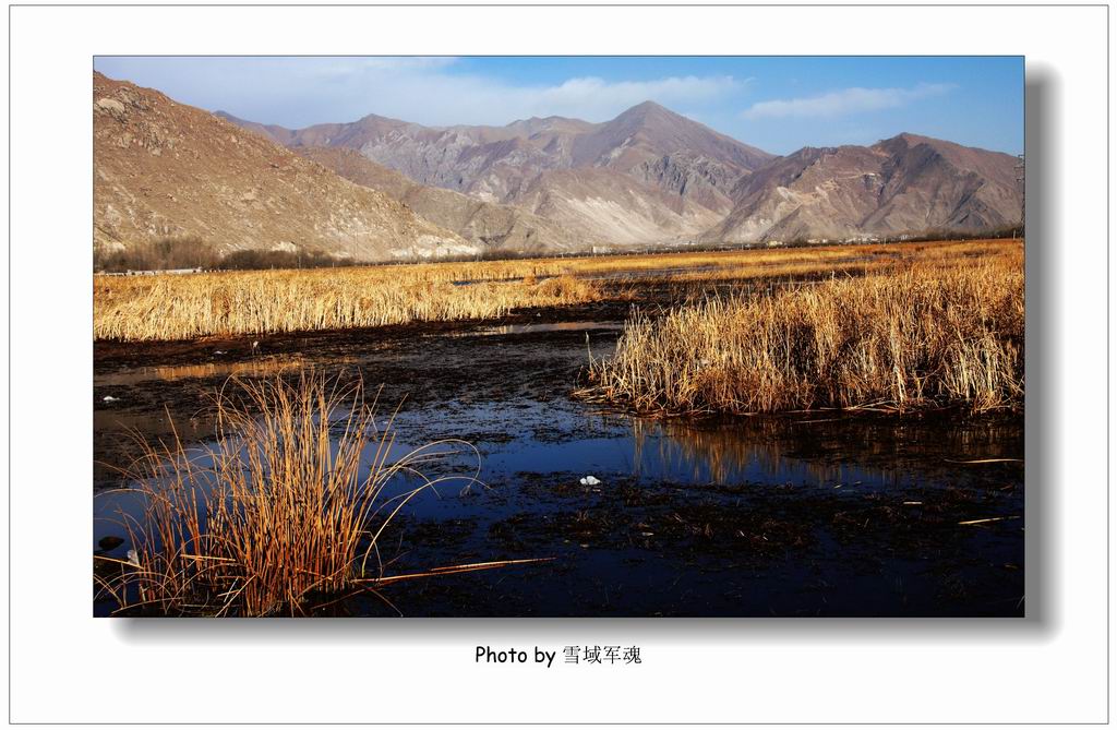 冬日湿地 摄影 雪域军魂