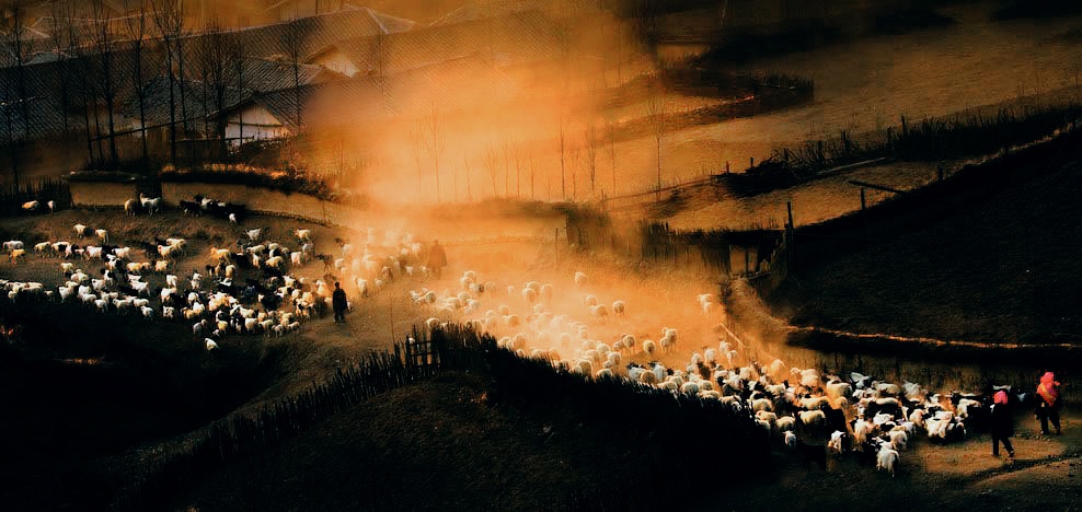彝寨黄昏里的羊群（09美国《国家地理》入围中国区）j21 摄影 袁德洪