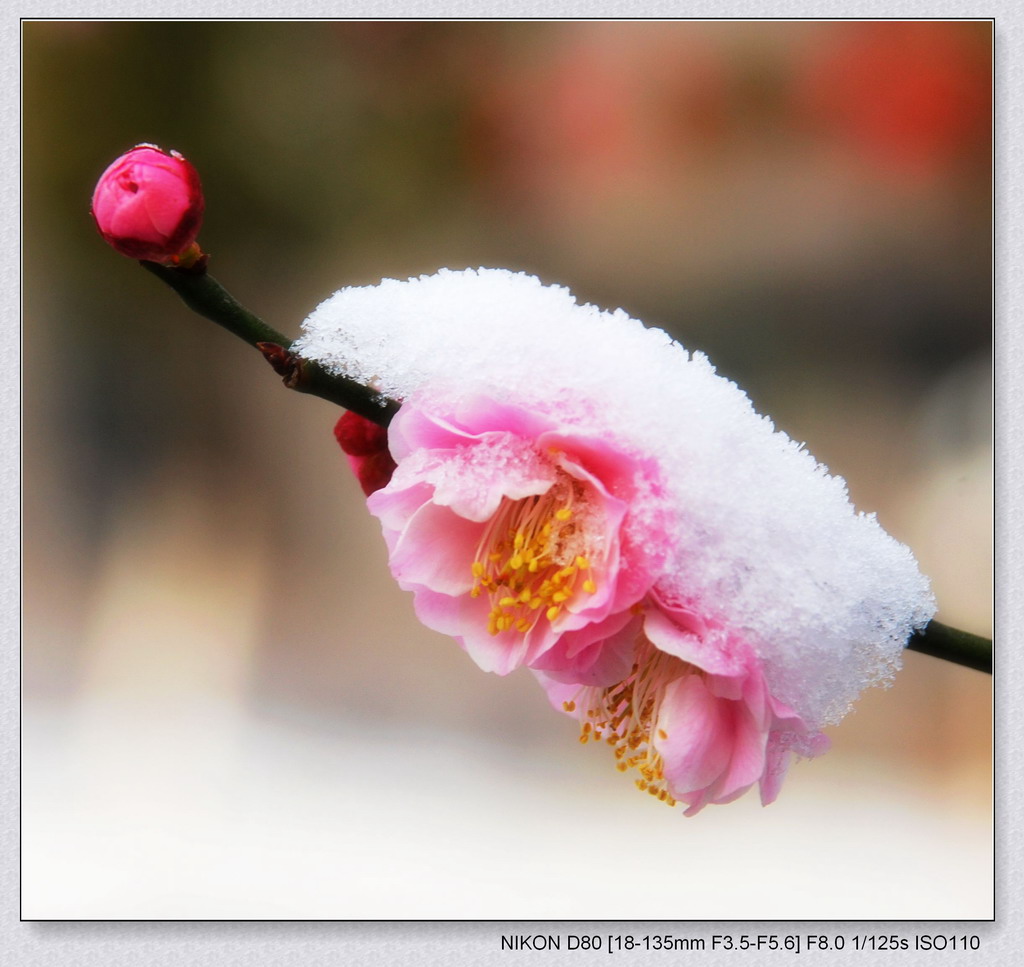 雪.花 摄影 扑光获影