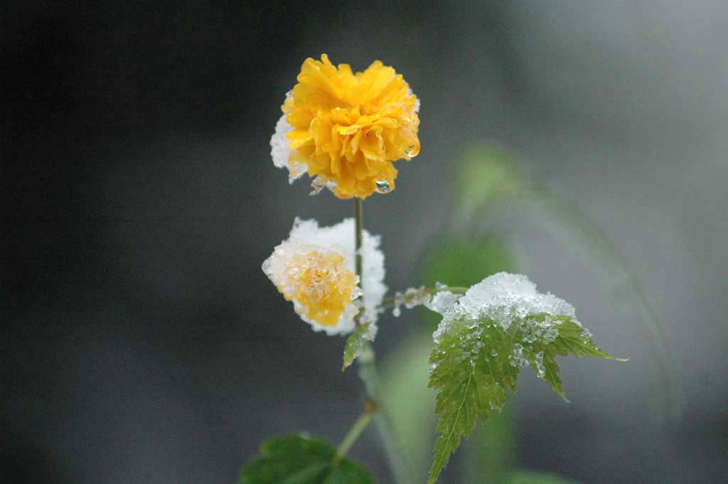 雪花 摄影 园墅