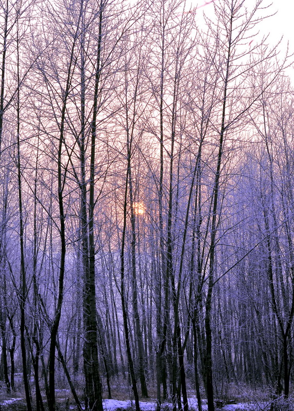 2010年的第一场雪《三》 摄影 国际浪人