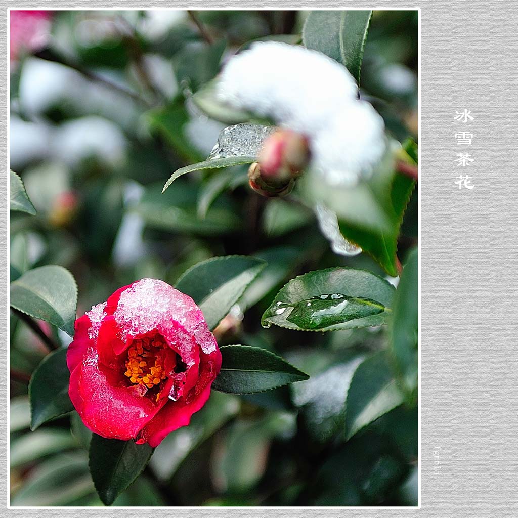 冰雪茶芘 摄影 老赵