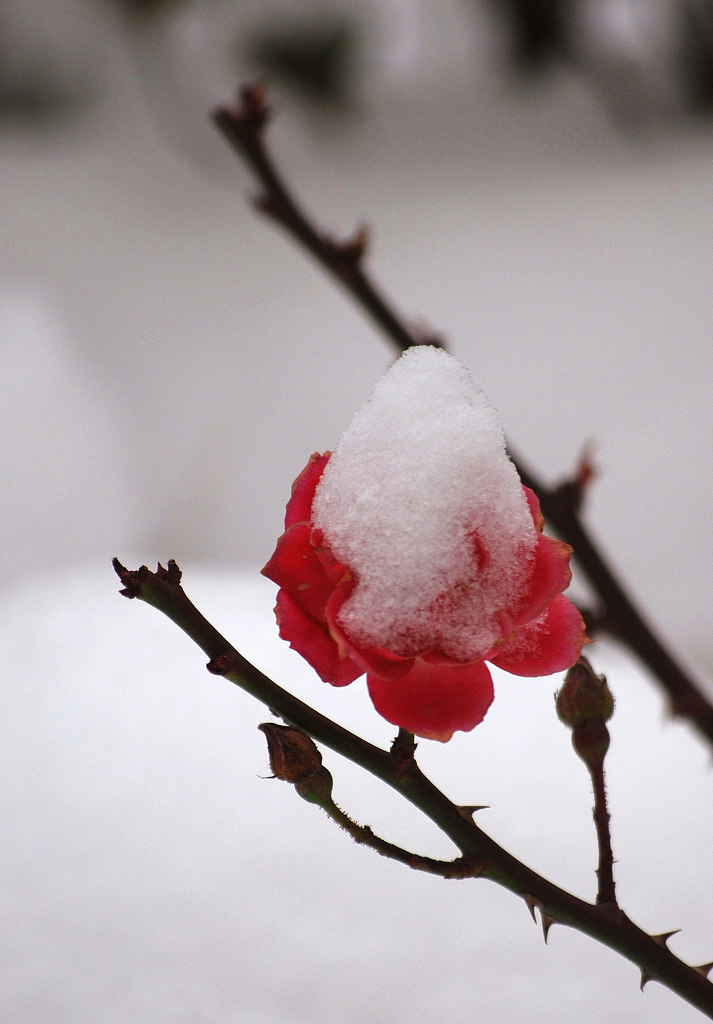 雪莓 摄影 爱荔轩