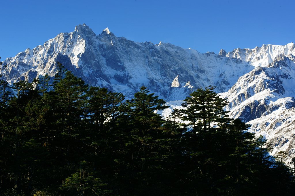 雪山青松 摄影 葛达山