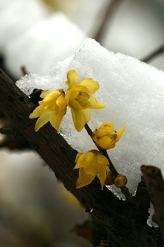 雪后的花儿 摄影 楚园秋韵