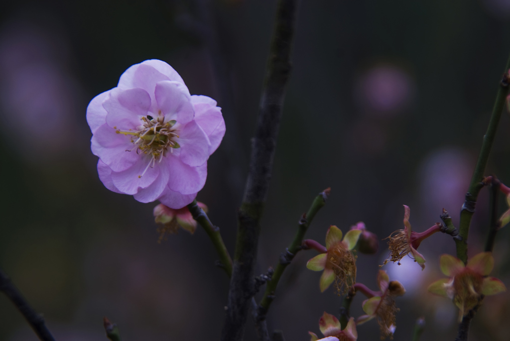 梅花 摄影 东来客