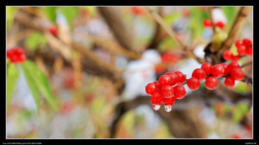 11月1日颐和园雪 摄影 红色背风处