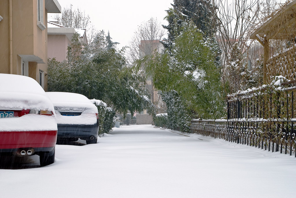 雪巷竹青 摄影 苗思