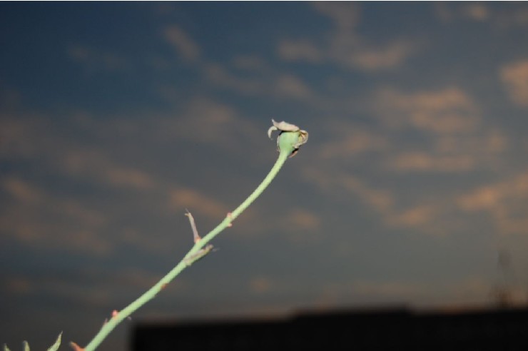 一枝独秀 摄影 欧阳猛