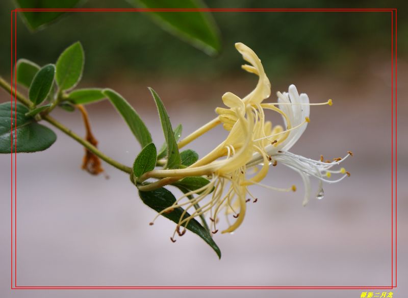 雨后金银花 摄影 二月龙