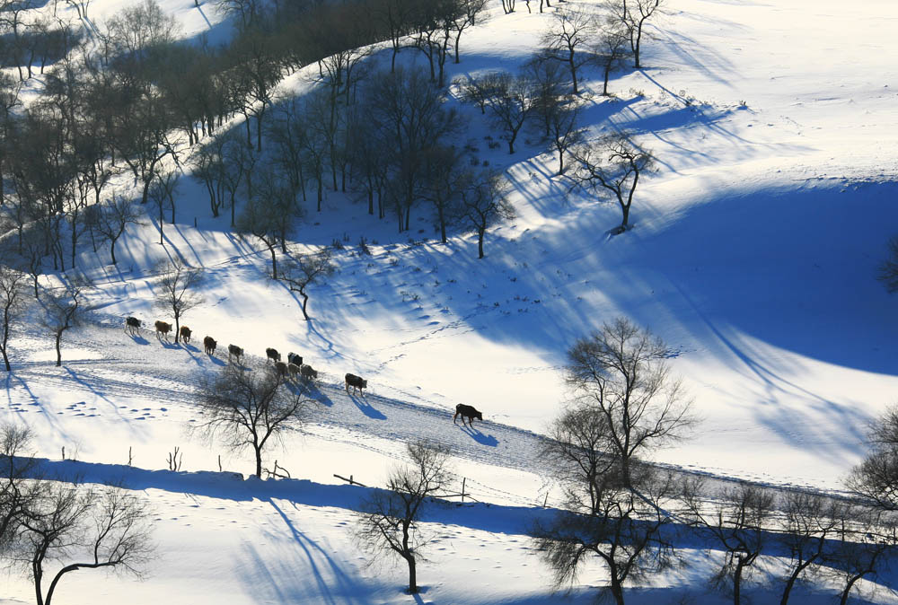 雪域牧歌 摄影 漫步风光