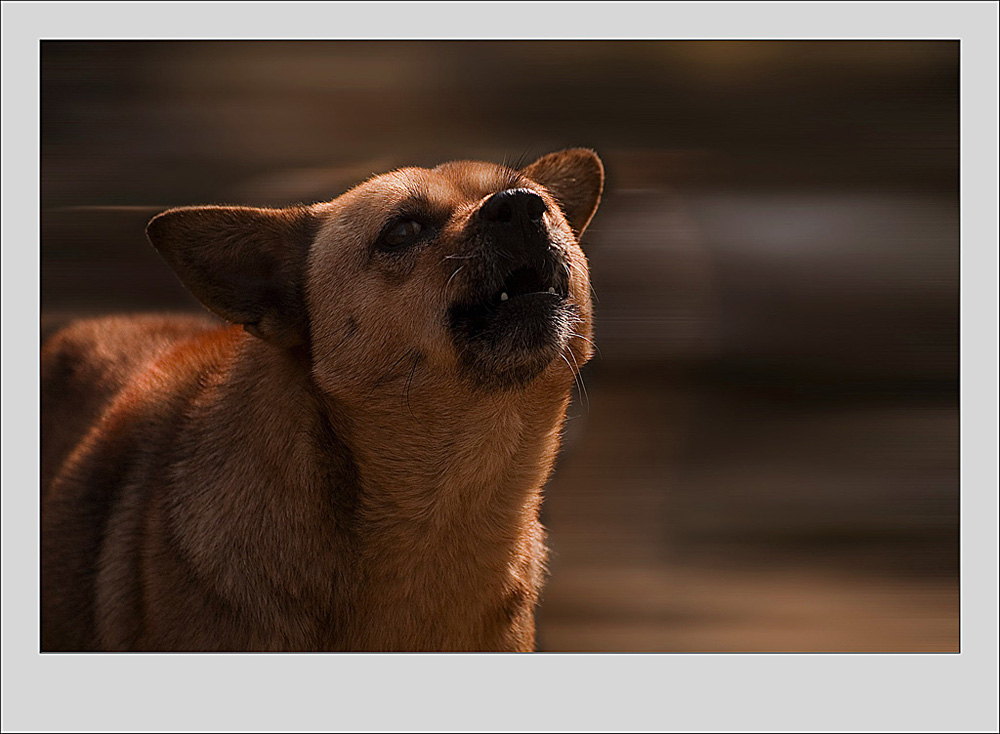 乡村一路犬空吠 摄影 绿珠儿