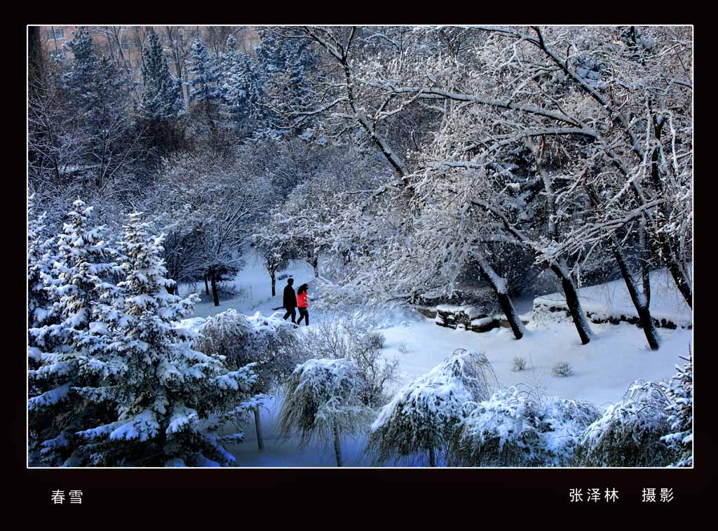 春雪 摄影 七梅这林