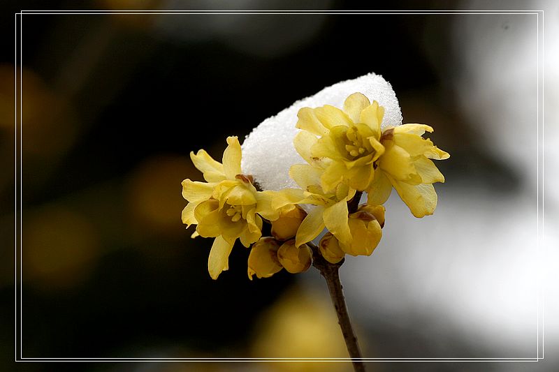 雪后的花儿1 摄影 楚园秋韵