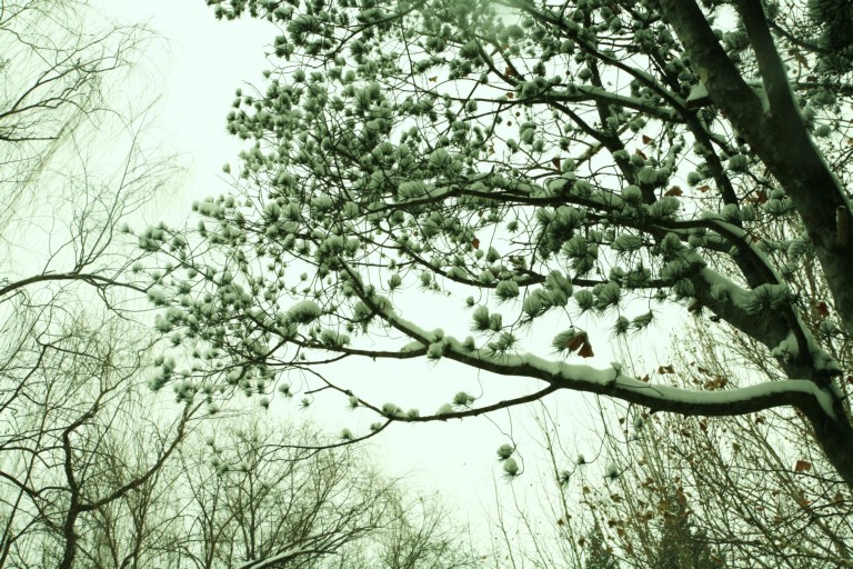 枝头雪花更烂漫 摄影 肖宁