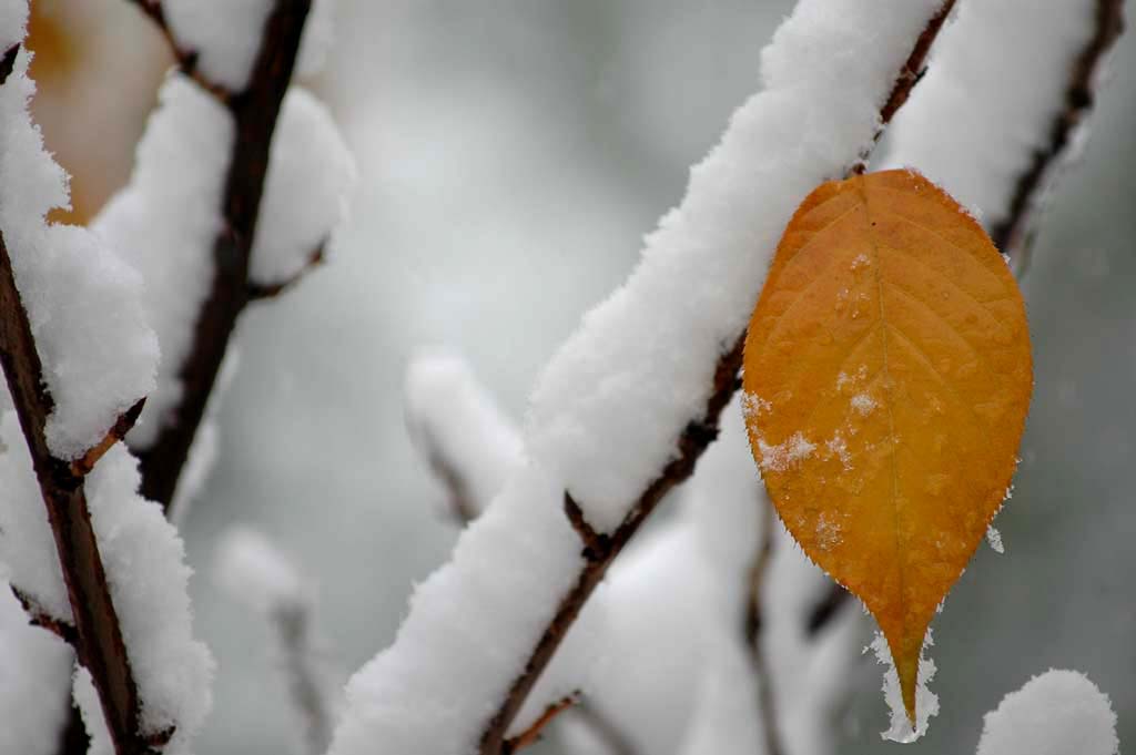 雪叶 摄影 园墅